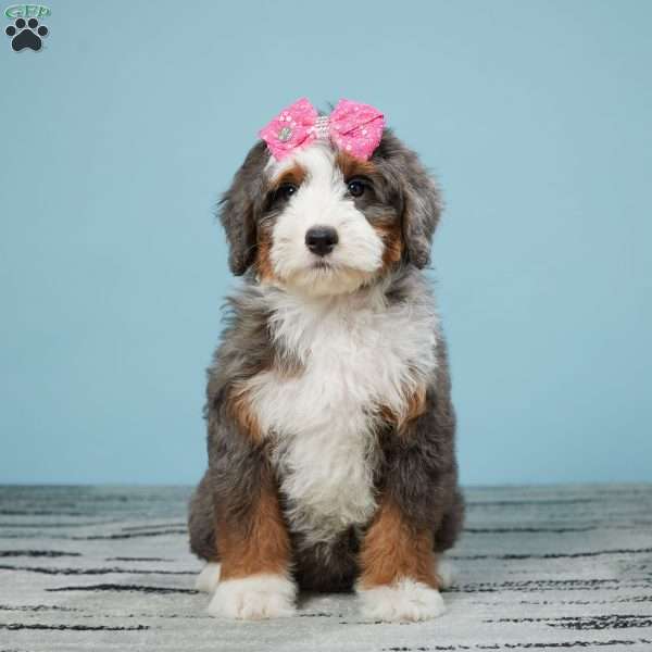 Darcy, Mini Bernedoodle Puppy